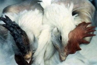 Lindude gripp, foto: https://fieldcasestudy.com/