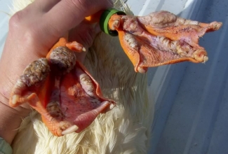 Lindude haavandiline pododermatiit (veelinnud)