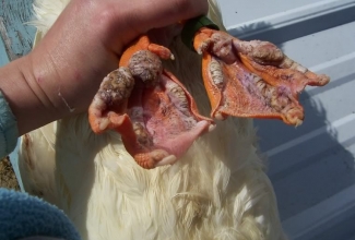 Lindude haavandiline pododermatiit (veelinnud)