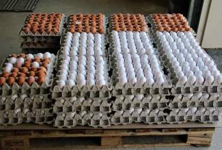 Linnu Talu külastus 24.04.2019