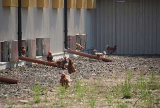 Linnu Talu külastus 24.04.2019