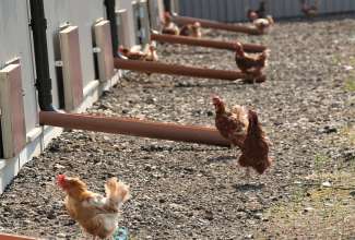 Linnu Talu külastus 24.04.2019