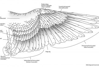 Linnu tiivasulgede nimed, foto Estfarm