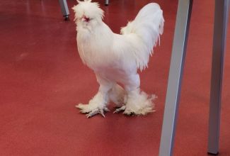 Linnukasvatajate-4-taseme-eksam-08.06-10