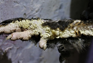 Lubiraig, foto Estfarm