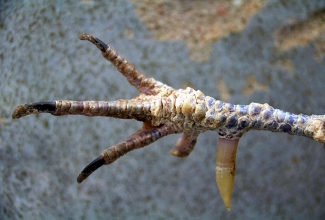 Lubiraig, foto Estfarm