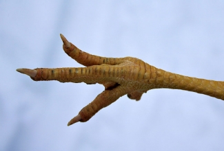 Linnu terve jalg, foto Estfarm