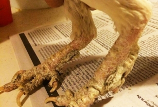 Foto: http://www.poultrydvm.com/condition/scaly-leg-mites