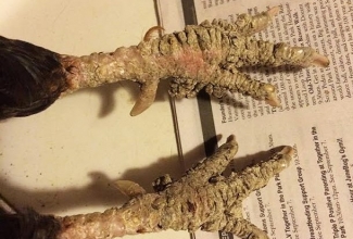 Foto: http://www.poultrydvm.com/condition/scaly-leg-mites