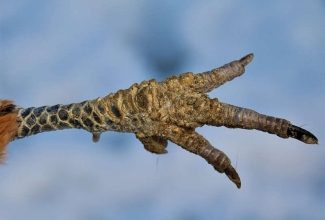 Lubiraig, foto Estfarm