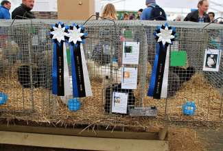 Luige Maaelu Näituslaat 2019