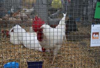 Luige Maaelu Näituslaat 2019