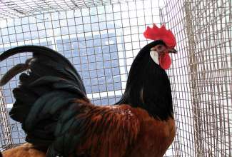 Luige Maaelu Näituslaat 2019