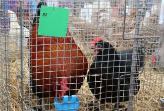 Luige Maaelu Näituslaat 2019