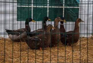 Luige-Maaelu-Näituslaat-2020-52