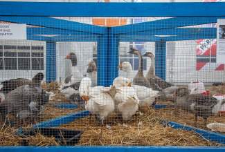 Luige-Maaelu-Näituslaat-2020-88