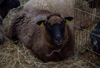 Luige-Maaelu-Näituslaat-2020-93