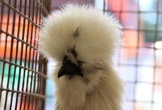 Luige Maaelu Näituslaat, rahva lemmik-valge siidikana