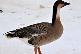 Luik- ehk stepihani, foto Estfarm