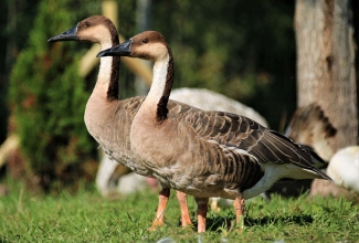 Luik- ehk stepihaned, foto Estfarm