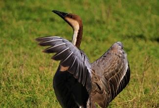 Luikhani, foto Estfarm