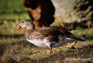 Mandariinpart, isaslind, foto Estfarm