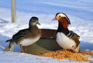 Mandariinpardid, foto Estfarm