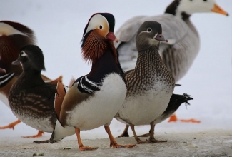 Mandariinpardid, foto Estfarm