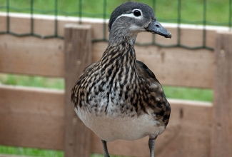 Mandariinpart, emaslind, foto Estfarm