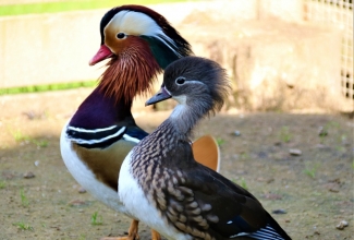 Mandariinpart, foto Estfarm