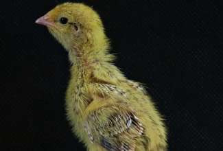 4-päevane mandžuuria vutitibu, foto Estfarm