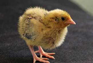 4-päevane mandžuuria vutitibu, foto Estfarm