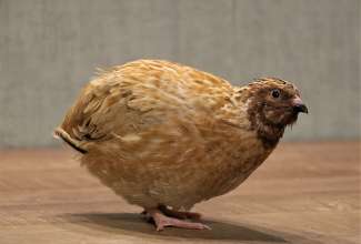 Mandžuuria vuti kukk, foto Estfarm