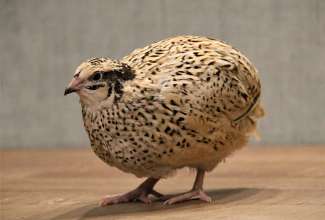 Mandžuuria vuti kana, foto Estfarm