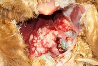 Foto: http://www.chickenvet.co.uk/health-and-common-diseases/mareks/index.aspx
