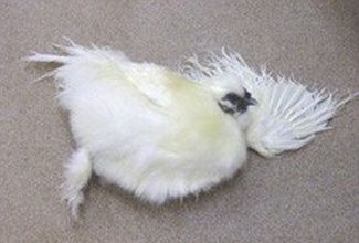 Foto: http://www.chickenvet.co.uk/health-and-common-diseases/mareks/index.aspx