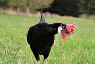 Minorka kana, foto Estfarm