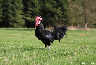 Minorka kukk, foto Estfarm