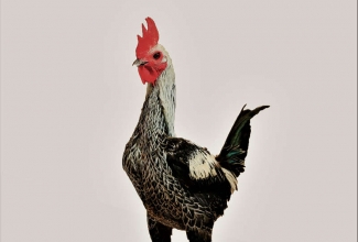 Modern Game kukk, foto Estfarm