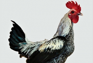 Modern Game kukk, foto Estfarm