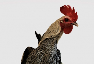 Modern Game kukk, foto Estfarm