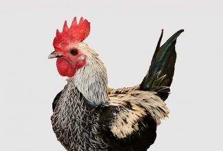 Modern Game kukk, foto Estfarm