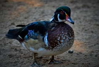 Mõrsjapart, foto Estfarm