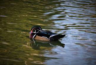 Mõrsjapart, foto Estfarm