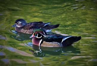 Mõrsjapart, foto Estfarm