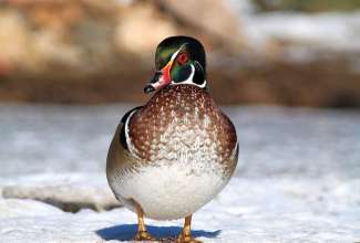 Mõrsjapart, foto Estfarm