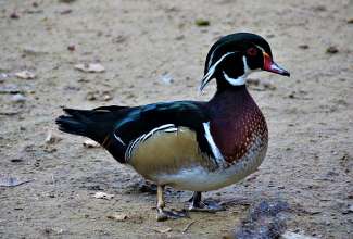 Mõrsjapart, foto Estfarm