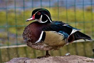 Mõrsjapart, foto Estfarm