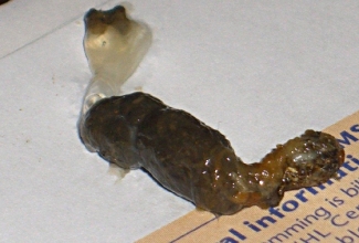 Küülikute haigus mukoidne enteropaatia, foto medirabbit.com