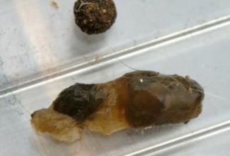 Küülikute haigus mukoidne enteropaatia,  foto Cotton Tails Rescue